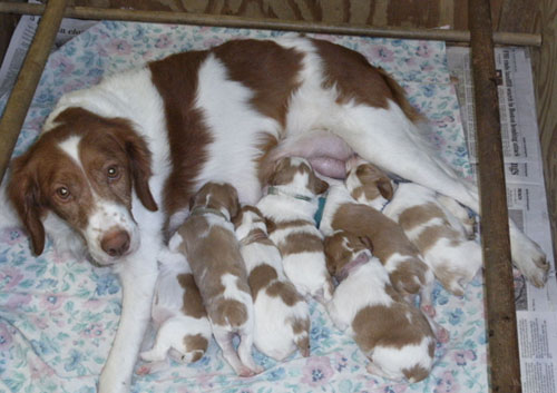 Renegade Brittany puppies born April 2013